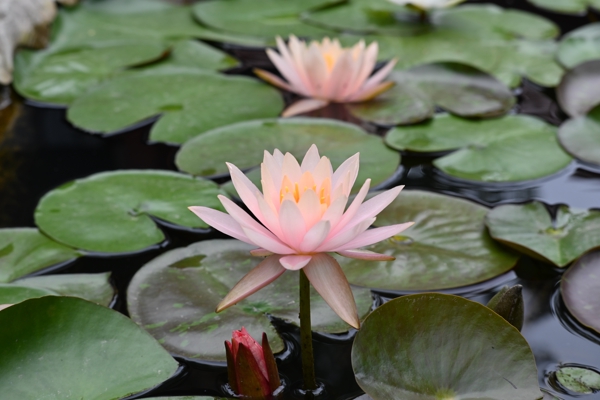 繁花